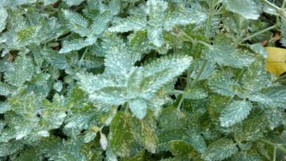 Leaves with Insect Damage