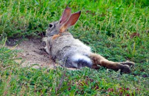 Silly rabbit relaxing in the yard.