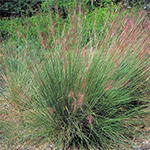 Gulf Multhy Grass