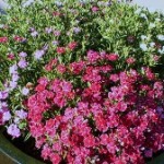 Dianthus