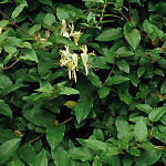 Honeysuckle