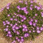 Ice Plant