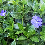 Vinca Minor