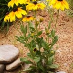 Black Eyed Susan