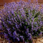 Catmint