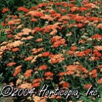 Paprika Yarrow