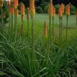 Red Hot Poker