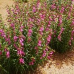 Rocky Mountain Penstemon