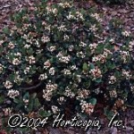 Dwarf Indian Hawthorne - Rhaphiolepiss