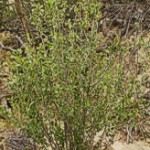 Mountain Mahogany