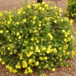 Potentilla - Cinquefoil, Shrubby