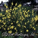 Spanish Broom, Genista