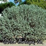 Texas Sage, Leucophyllum