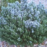 Upright Rosemary, Rosmarinus