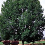 Raywood Ash, Fraxinus