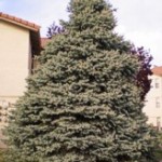 Colorado Blue Spruce, Picea