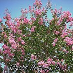 Crape Myrtle