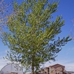 Lanceleaf Cottonwood, Populus