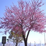 Redbud Cercis - Eastern