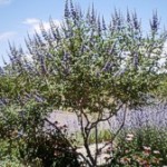 Vitex - Chastetree