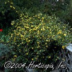 Carolina Jasmine - Gelsemium