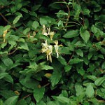 Honeysuckle